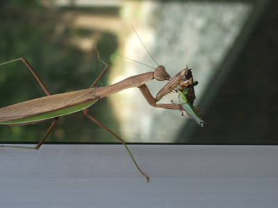 ���܂���̕ߐH