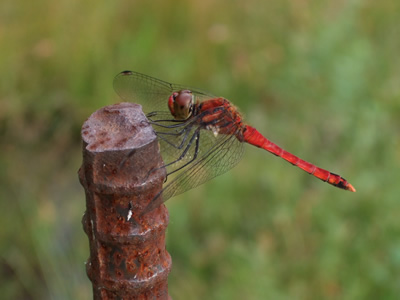 �A�L�A�J�l