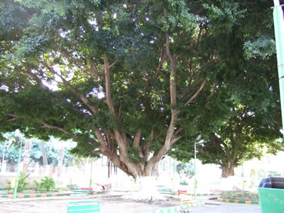 Lattakia�ɏZ���T��