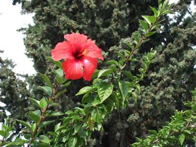 Lattakia�ɏZ���T��