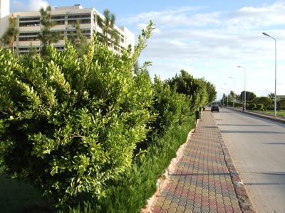 Tishreen University in Lattakia City