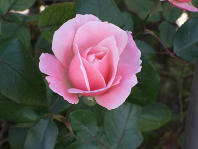 Damascus Mechatronics Workshop