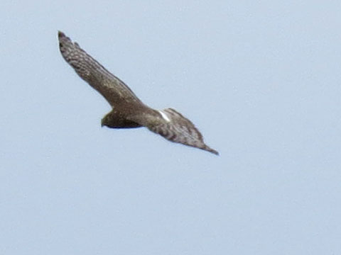 �A���f�X�`���E�q, Circus cinereus