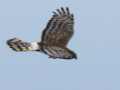 �A���f�X�`���E�q, Circus cinereus