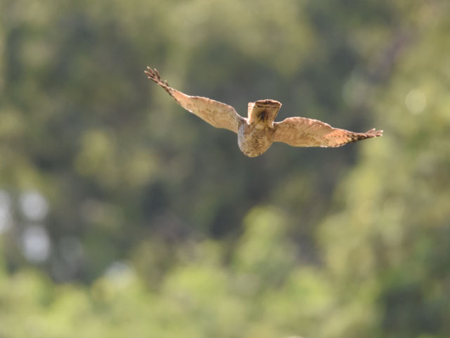 �I�I�n�V�m�X�� (Rupornis magnirostris)