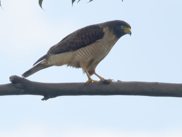 �I�I�n�V�m�X�� (Rupornis magnirostris)