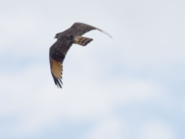 �I�I�n�V�m�X�� (Rupornis magnirostris)