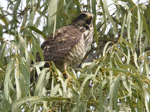 �I�I�n�V�m�X�� (Rupornis magnirostris)