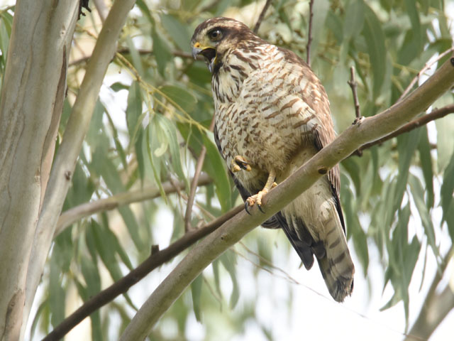 �I�I�n�V�m�X�� (Rupornis magnirostris)