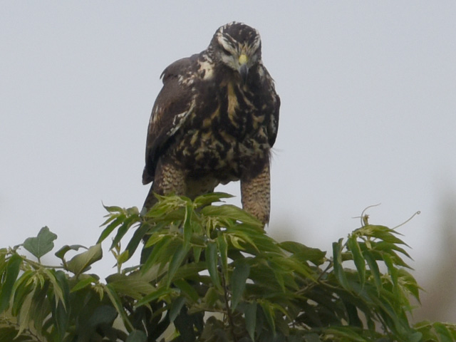モモアカノスリ (Parabuteo unicinctus)