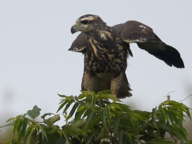 �����A�J�m�X�� (Parabuteo unicinctus)