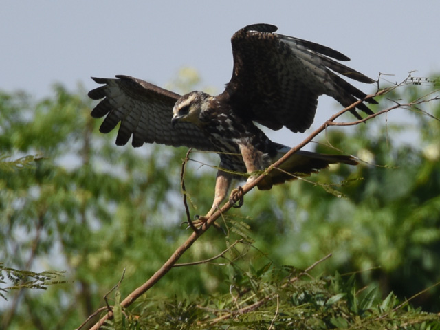 �^�j�V�g�r, Snail kite, Rostrhamus sociabilis