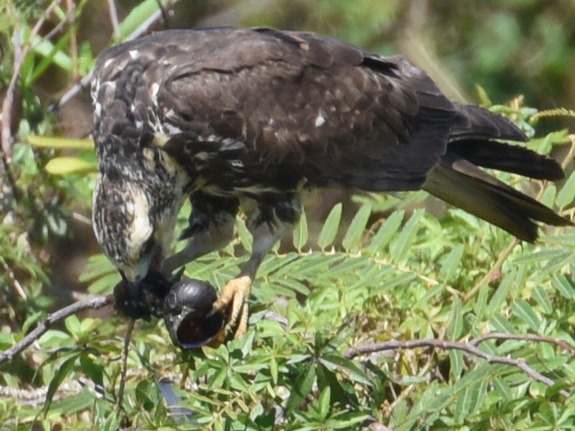 �^�j�V�g�r, Snail kite, Rostrhamus sociabilis