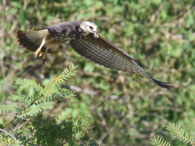 �^�j�V�g�r, Snail kite, Rostrhamus sociabilis