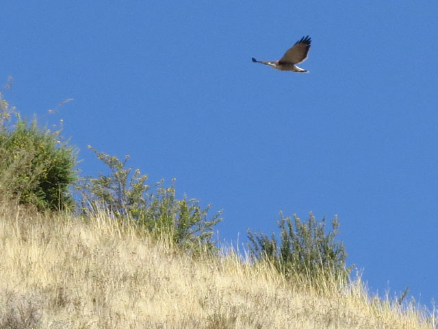 アンデスノスリ, Geranoaetus polyosoma