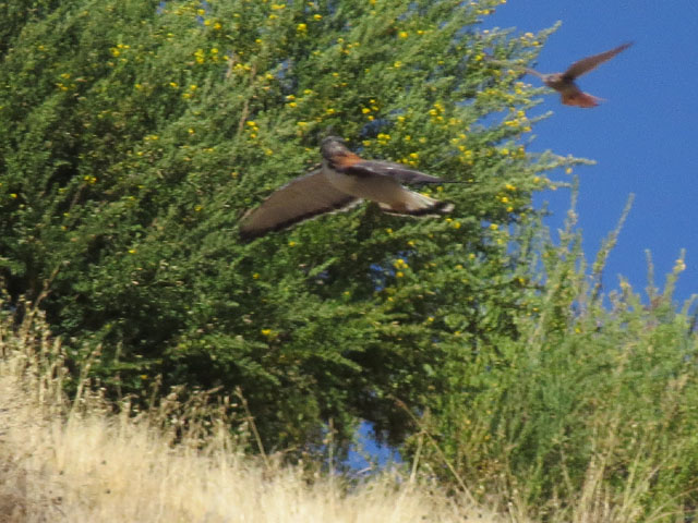 アンデスノスリ, Geranoaetus polyosoma