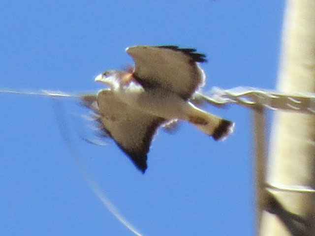 アンデスノスリ, Geranoaetus polyosoma