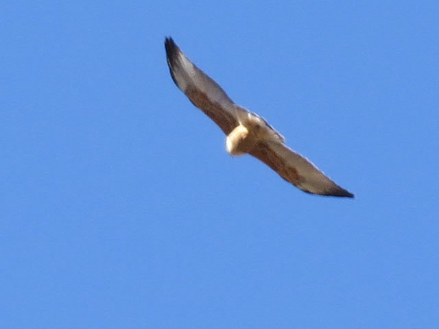 アンデスノスリ, Geranoaetus polyosoma