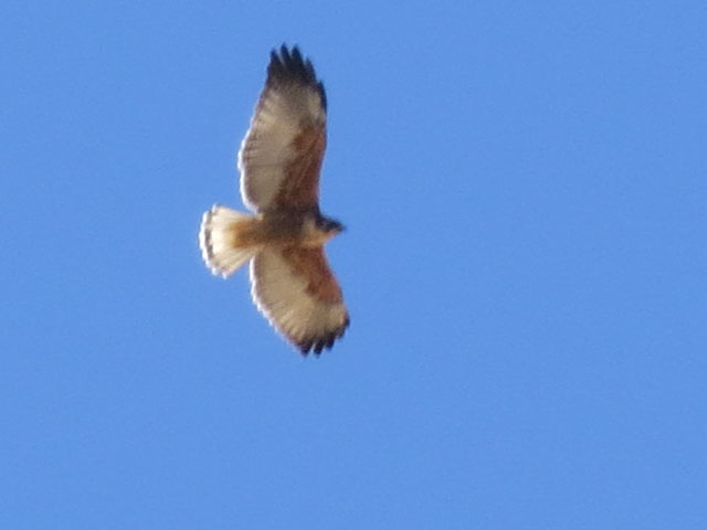 アンデスノスリ, Geranoaetus polyosoma