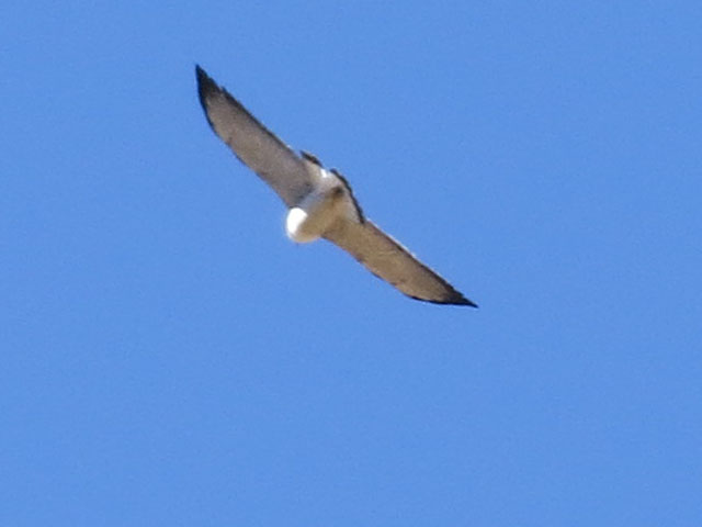 アンデスノスリ, Geranoaetus polyosoma