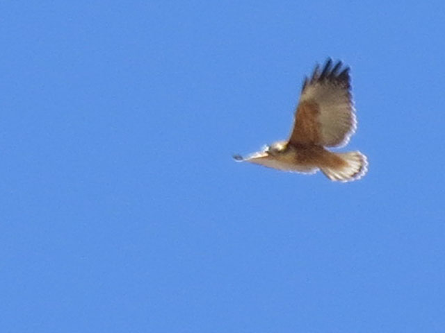 アンデスノスリ, Geranoaetus polyosoma