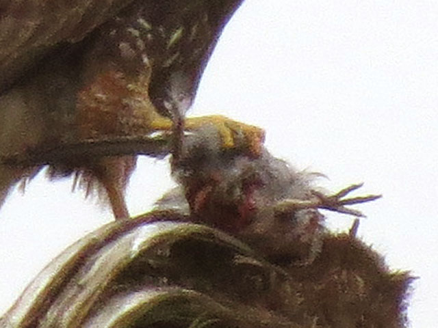 Parabuteo unicinctus