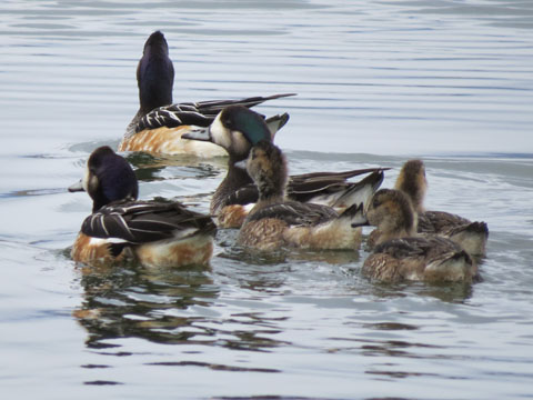 ワキアカヒドリ, Anas sibilatrix