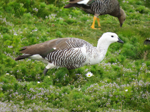 �}�[�����K��, Chloephaga picta