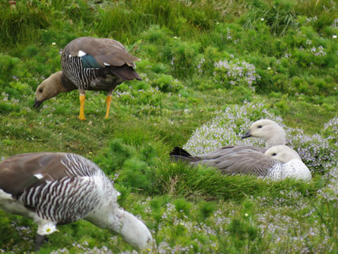 �}�[�����K��, Chloephaga picta