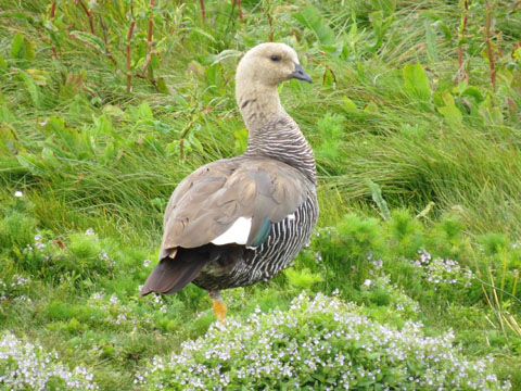 �}�[�����K��, Chloephaga picta