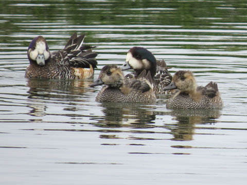ワキアカヒドリ, Anas sibilatrix