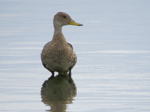 キバシオナガガモ, Anas georgica