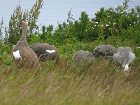 �}�[�����K��, Chloephaga picta