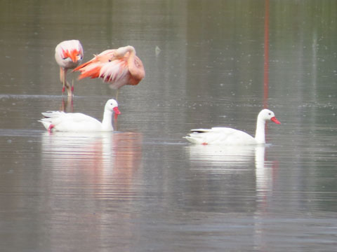 カモハクチョウ, Coscoroba coscoroba