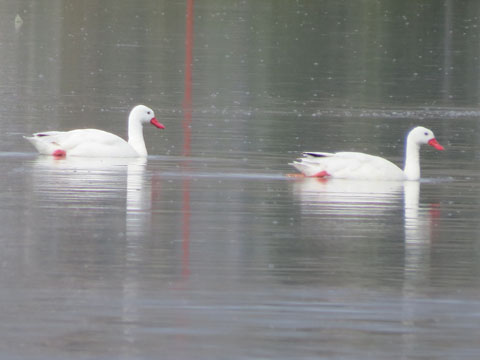 カモハクチョウ, Coscoroba coscoroba