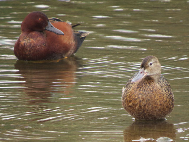 �A�J�V�}�A�W, Anas cyanoptera