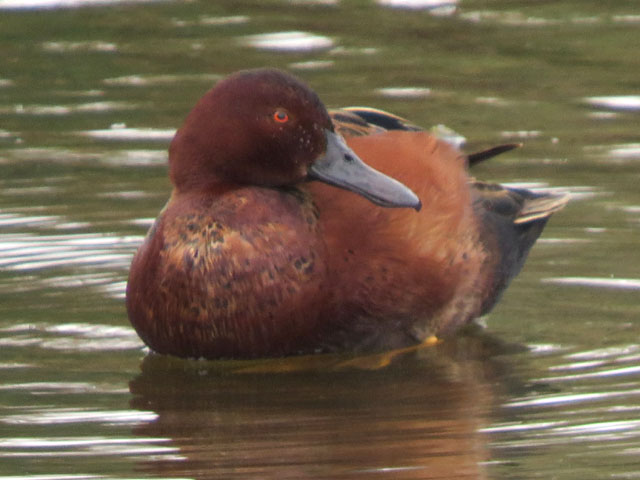 �A�J�V�}�A�W, Anas cyanoptera