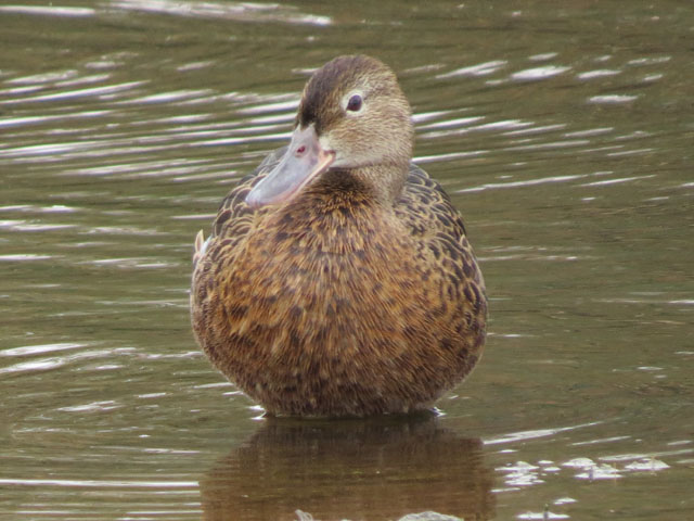 �A�J�V�}�A�W, Anas cyanoptera