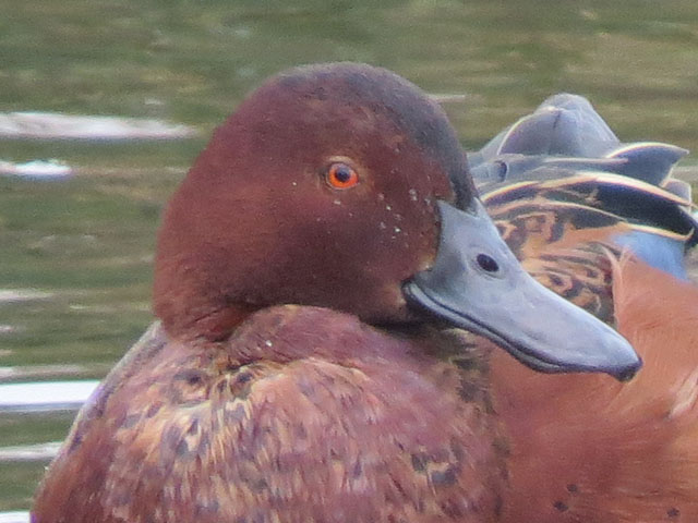 �A�J�V�}�A�W, Anas cyanoptera