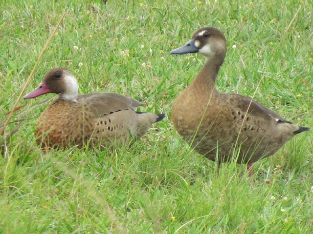 �A�J�A�V�R�K��, Amazonetta brasiliensis