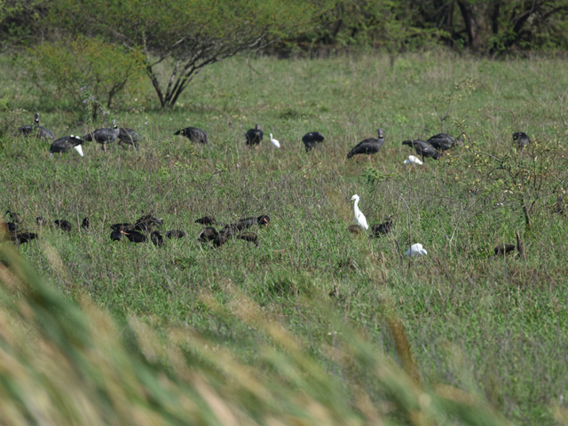 �J�������T�P�r�h�� (Chauna torquata)