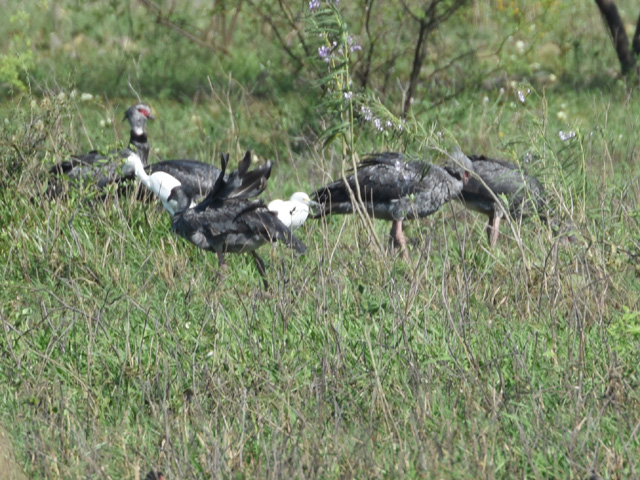 �J�������T�P�r�h�� (Chauna torquata)