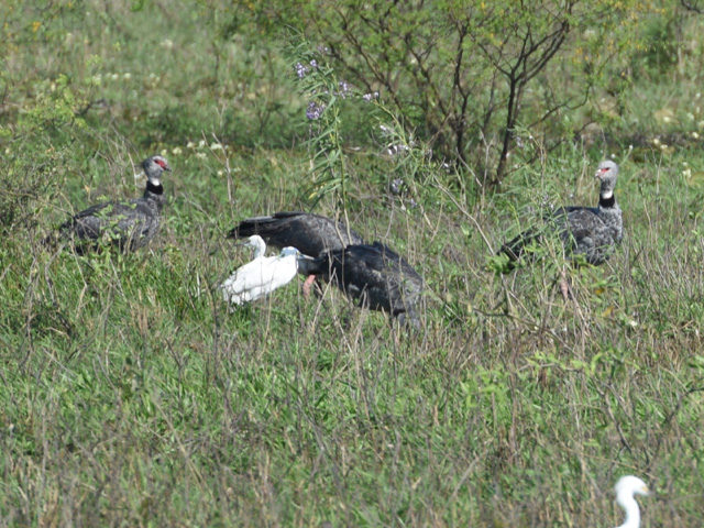 �J�������T�P�r�h�� (Chauna torquata)