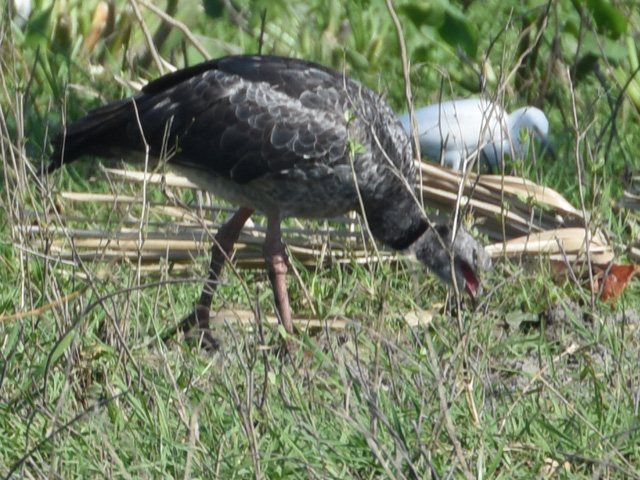 �J�������T�P�r�h�� (Chauna torquata)