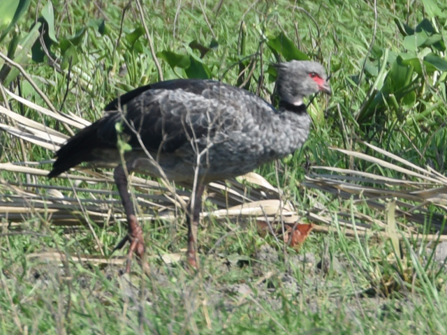 �J�������T�P�r�h�� (Chauna torquata)