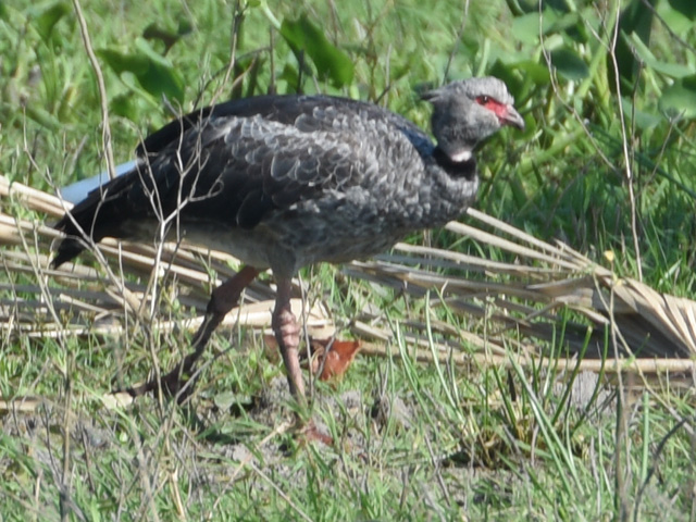 �J�������T�P�r�h�� (Chauna torquata)