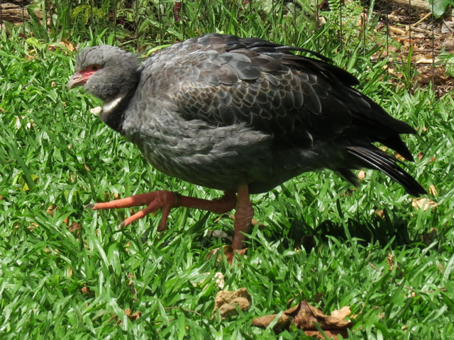 �J�������T�P�r�h��, Chauna torquata