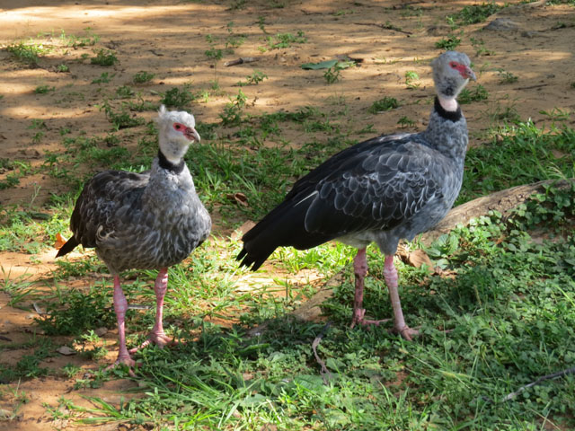 �J�������T�P�r�h��, Chauna torquata