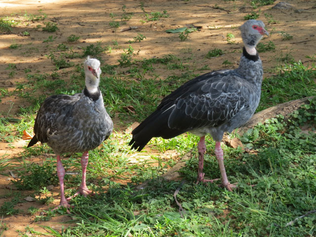 �J�������T�P�r�h��, Chauna torquata