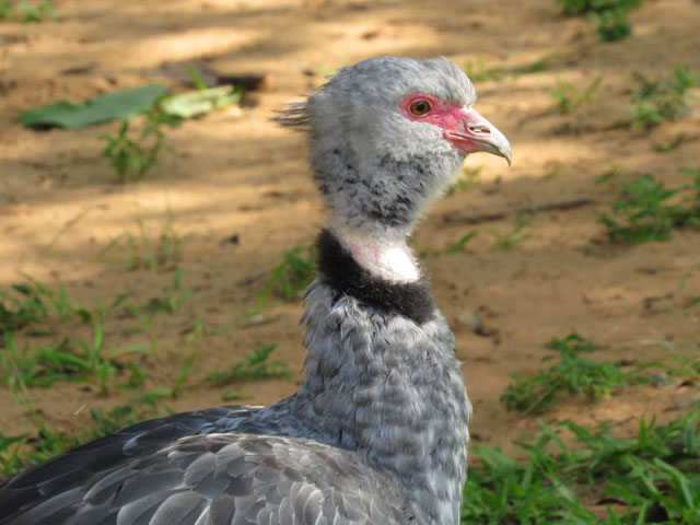 �J�������T�P�r�h��, Chauna torquata